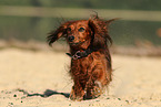 running longhaired Dachshund