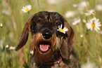 wirehaired Dachshund Portrait