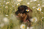 wirehaired Dachshund Portrait