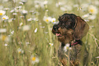 wirehaired Dachshund Portrait