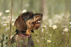 wirehaired Dachshund Portrait