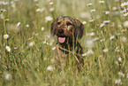 sitting wirehaired Dachshund