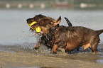 2 wirehaired Dachshunds
