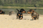 4 Dachshunds