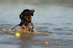 playing wirehaired Dachshund