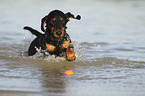 running wirehaired Dachshund