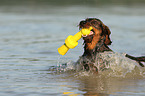 playing wirehaired Dachshund