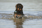 running wirehaired Dachshund