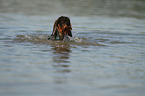 swimming wirehaired Dachshund