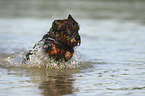 running wirehaired Dachshund