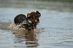 running wirehaired Dachshund