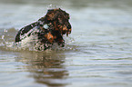 running wirehaired Dachshund