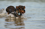 running wirehaired Dachshund