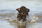 running wirehaired Dachshund