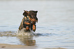 running wirehaired Dachshund