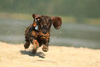 running wirehaired Dachshund