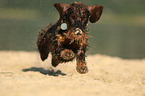 running wirehaired Dachshund