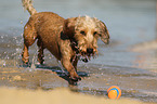 wirehaired Dachshund