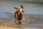 wirehaired Dachshund