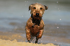 running wirehaired Dachshund