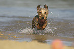 running wirehaired Dachshund