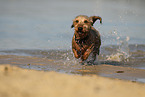 running wirehaired Dachshund