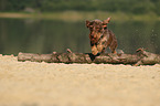 jumping wirehaired Dachshund