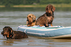 3 wirehaired Dachshunds