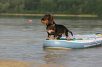 wirehaired Dachshund