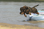 jumping wirehaired Dachshund