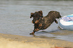 jumping wirehaired Dachshund
