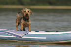 wirehaired Dachshund