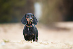 Dachshund