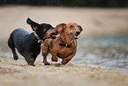 2 Dachshunds