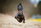 running Dachshund