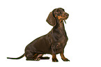 Dachshund in front of white background
