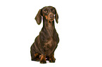 Dachshund in front of white background