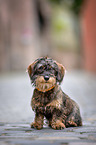 young Dachshund