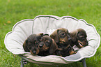 Dachshund Puppies