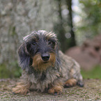 sitting Dachshund