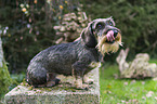 sitting Dachshund