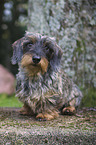 sitting Dachshund