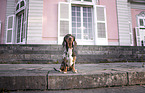 sitting Dachshund