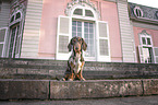 sitting Dachshund