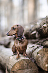 sitting Dachshund