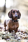 Dachshund
