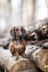 sitting Dachshund