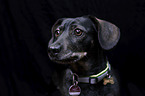 Dachshund Portrait