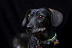 Dachshund Portrait