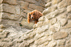 Dachshund Portrait